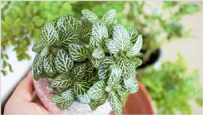 网纹草水浇多了怎么办 | 生活妙招