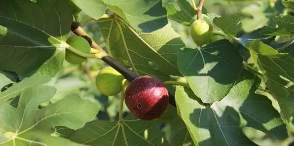 无花果的定植要点及定植后养护 | 实用知识