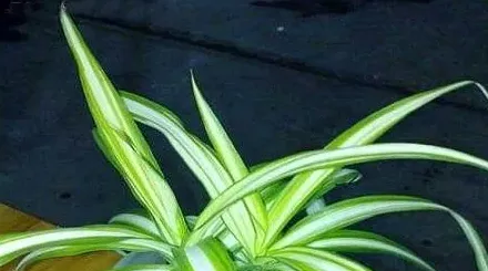 吊兰哪个品种最贵,世界最佳吊兰?