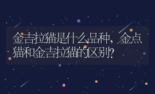 金吉拉猫是什么品种,金点猫和金吉拉猫的区别？ | 养殖学堂