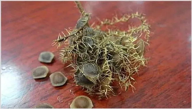含羞草种子怎么种植比较好 | 生活妙招