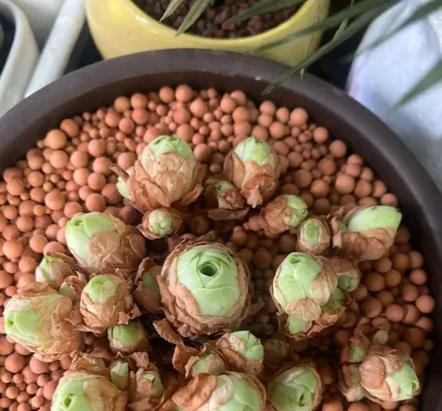 姬秋丽多肉怎么养爆盆,什么好养肉多？