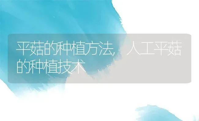 平菇的种植方法,人工平菇的种植技术 | 养殖学堂