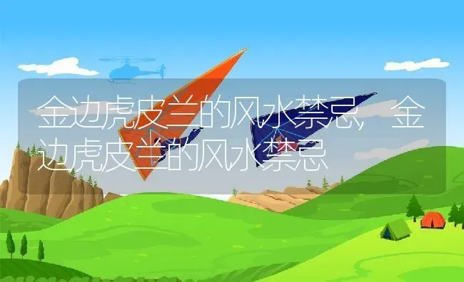 金边虎皮兰的风水禁忌,金边虎皮兰的风水禁忌 | 养殖科普
