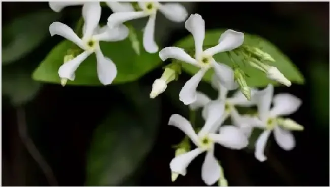 风车茉莉如何修剪 | 生活妙招