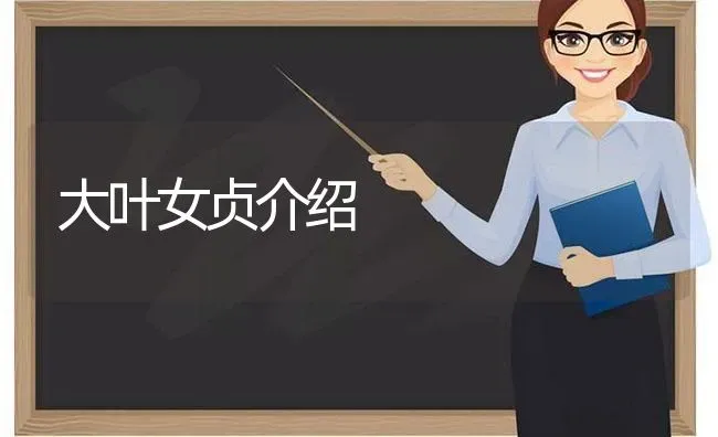 大叶女贞介绍 | 养殖知识