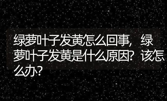 绿萝叶子发黄怎么回事,绿萝叶子发黄是什么原因?该怎么办？ | 养殖科普