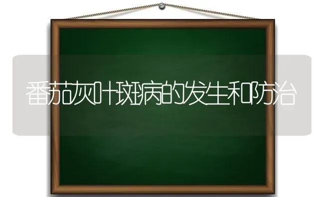 番茄灰叶斑病的发生和防治 | 养殖知识