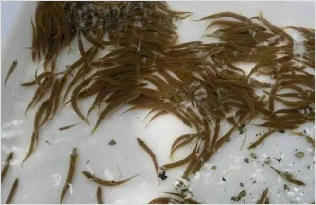 泥鳅苗怎么养殖 | 实用知识