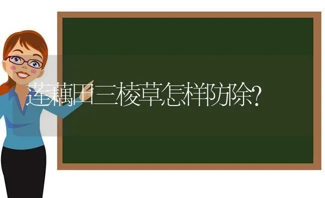 莲藕田三棱草怎样防除? | 养殖技术大全