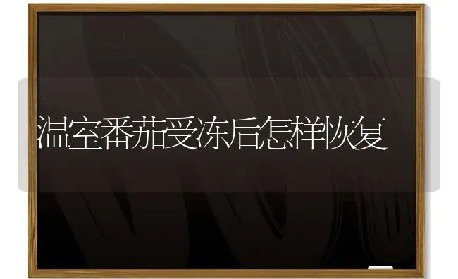 温室番茄受冻后怎样恢复 | 养殖技术大全