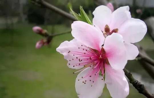 春天开什么花,春天开的花有哪些？