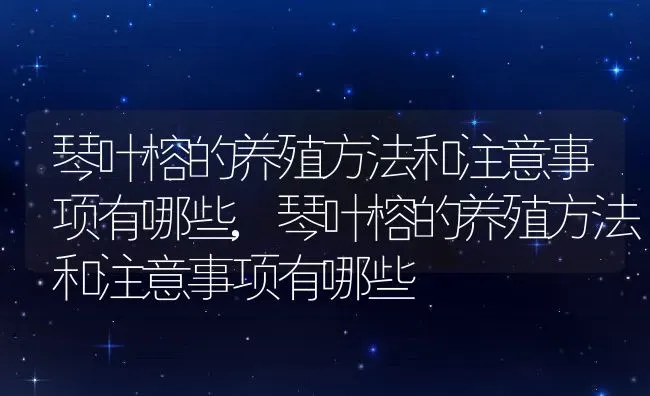 琴叶榕的养殖方法和注意事项有哪些,琴叶榕的养殖方法和注意事项有哪些 | 养殖科普