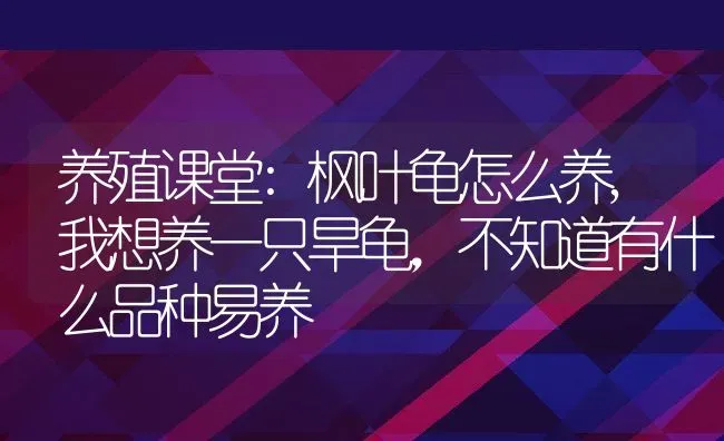 养殖课堂:枫叶龟怎么养,我想养一只旱龟，不知道有什么品种易养 | 养殖学堂