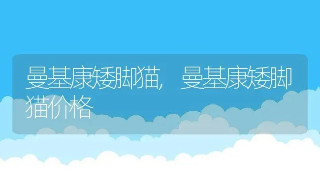 曼基康矮脚猫,曼基康矮脚猫价格 | 养殖资料