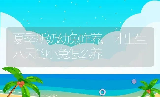 夏季断奶幼兔咋养,才出生八天的小兔怎么养 | 养殖学堂