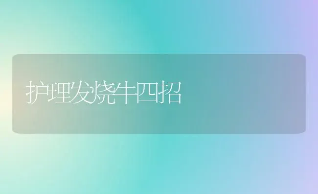 护理发烧牛四招 | 养殖知识