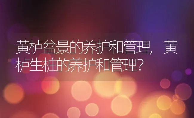 黄栌盆景的养护和管理,黄栌生桩的养护和管理？ | 养殖科普