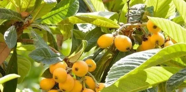 夏天为什么要给枇杷树修剪枝条 | 实用知识