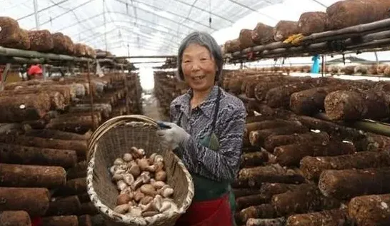 香菇要怎么种植？手把手教您种植香菇赚钱 | 农广天地