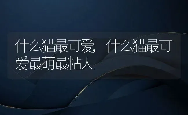 什么猫最可爱,什么猫最可爱最萌最粘人 | 养殖科普