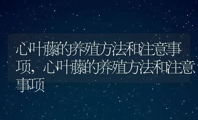 心叶藤的养殖方法和注意事项,心叶藤的养殖方法和注意事项 | 养殖科普