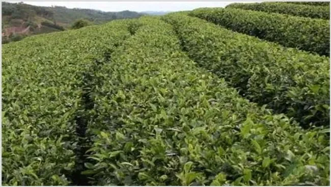 茶叶树种植技术 | 生活常识