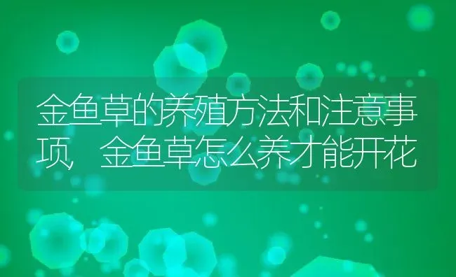 金鱼草的养殖方法和注意事项,金鱼草怎么养才能开花 | 养殖学堂