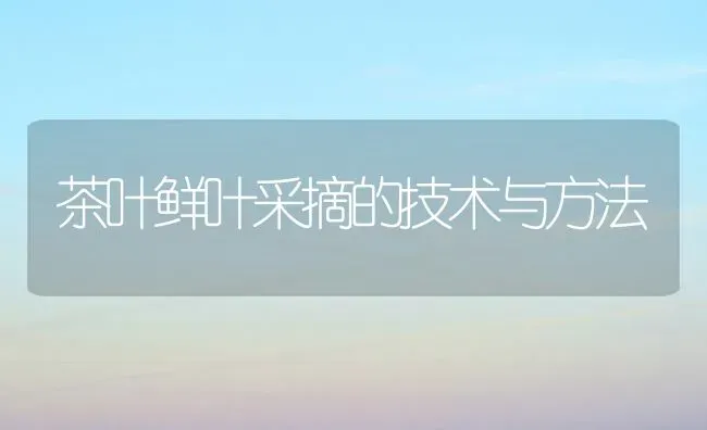 茶叶鲜叶采摘的技术与方法 | 养殖技术大全