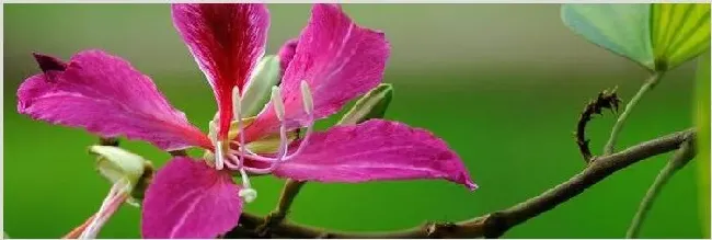 紫荆种植什么时候剪枝 | 常识大全