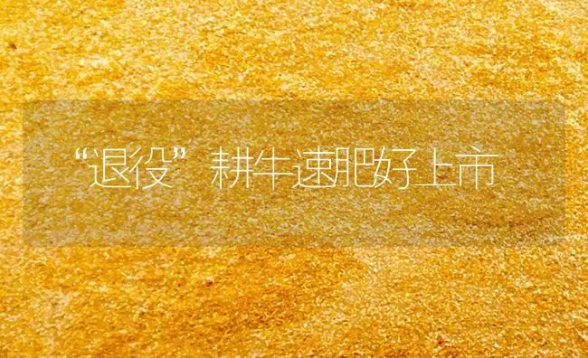“退役”耕牛速肥好上市 | 养殖技术大全