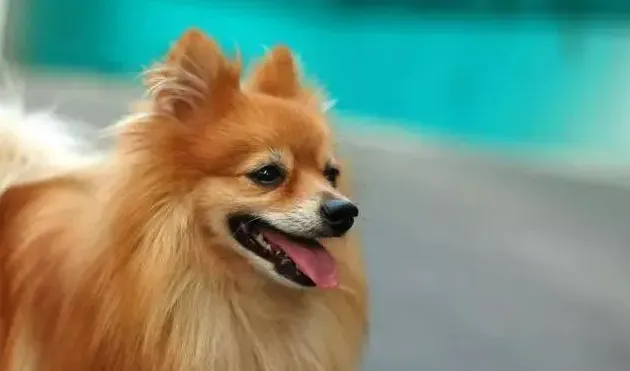 博美犬呕吐是什么原因,博美犬呕吐怎么办？