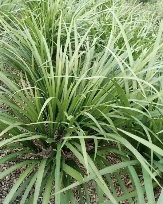 石菖蒲种植方法,石菖蒲大田种植技术及效益？