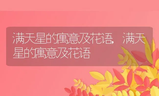 满天星的寓意及花语,满天星的寓意及花语 | 养殖科普