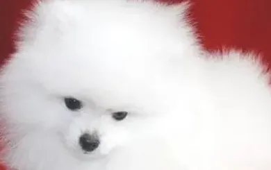 博美犬呕吐是什么原因,博美犬呕吐怎么办？
