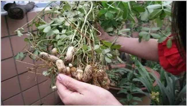 花生种子贮藏方法有哪些 | 农广天地