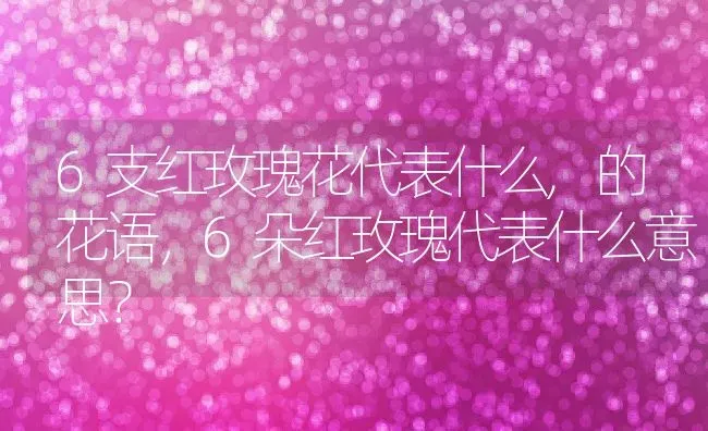 6支红玫瑰花代表什么,的花语，6朵红玫瑰代表什么意思？ | 养殖科普