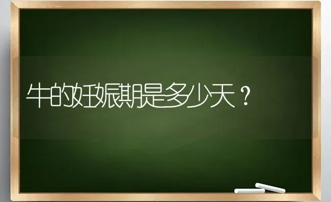 牛的妊娠期是多少天? | 养殖知识