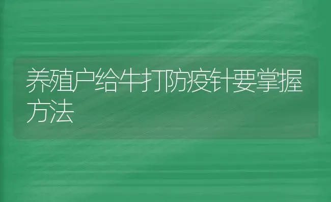 养殖户给牛打防疫针要掌握方法 | 养殖技术大全