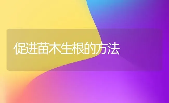 促进苗木生根的方法 | 养殖技术大全