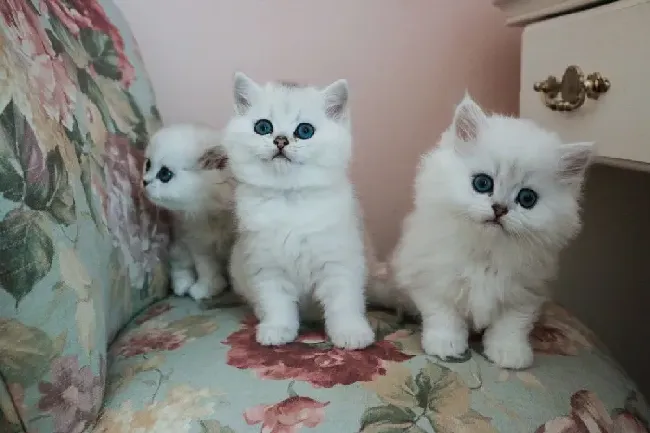 曼基康猫什么颜色最贵,纯种曼基康猫价格？