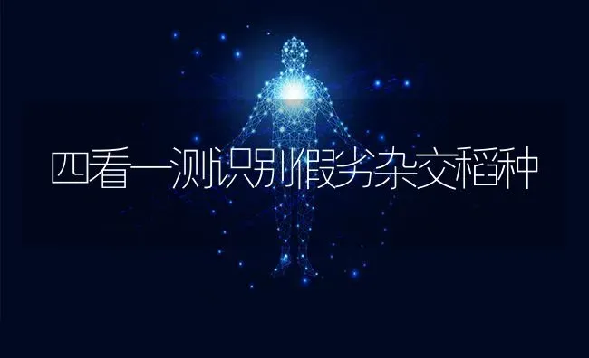 四看一测识别假劣杂交稻种 | 养殖知识