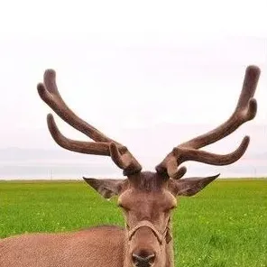 马鹿 | 三农知识