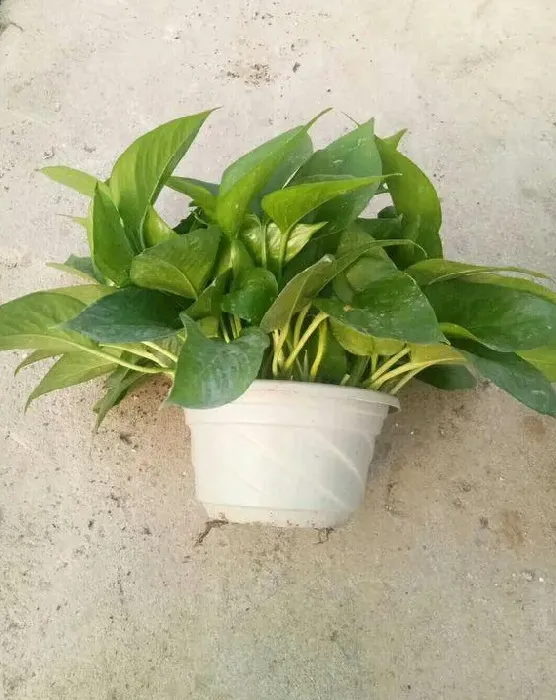 绿萝能除甲醛吗,绿萝除甲醛最快的方法？