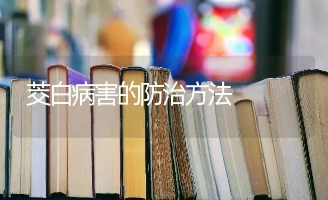 茭白病害的防治方法 | 养殖技术大全