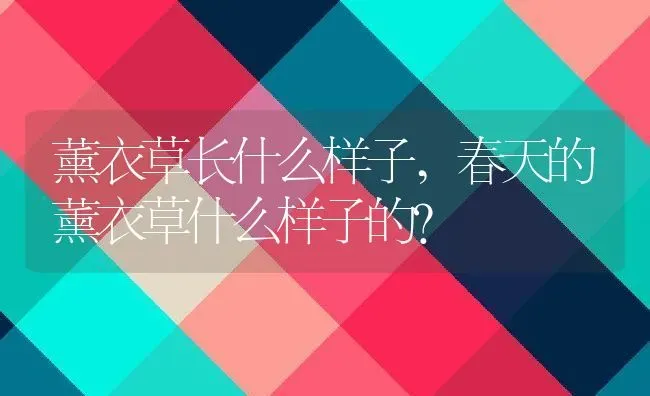 薰衣草长什么样子,春天的薰衣草什么样子的？ | 养殖科普