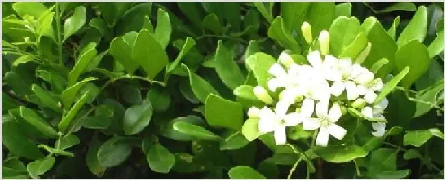 盆景催芽用什么 | 生活妙招