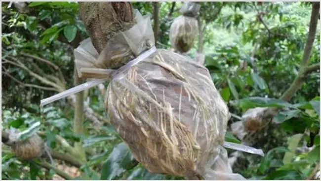 荔枝高压繁殖技术讲解 | 妙招大全