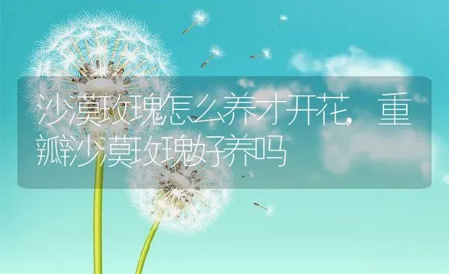 沙漠玫瑰怎么养才开花,重瓣沙漠玫瑰好养吗 | 养殖学堂