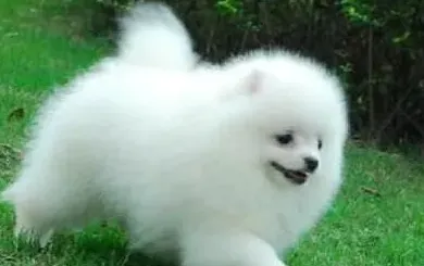 博美犬呕吐是什么原因,博美犬呕吐怎么办？